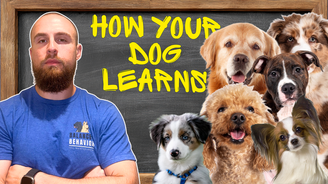 Thumbnail from a Bespoke client video: How Your Dog Learns